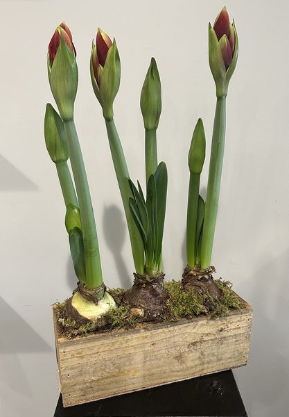 ADULT AMARYLLIS PLANTING ON THURSDAY NOVEMBER 13TH@ 6:45-7:45 PM