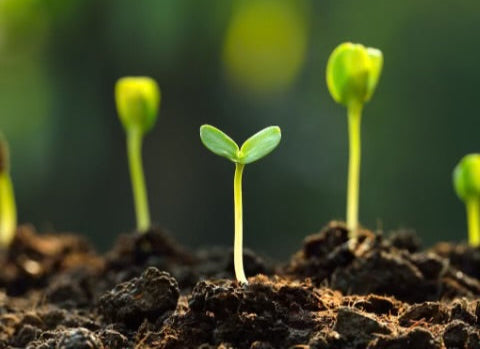 plant seedlings sprouting from dirt