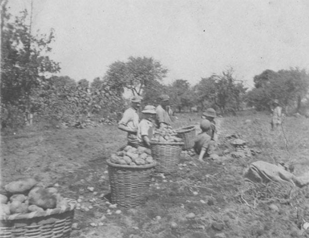 Potato farmers in LI in 1800s