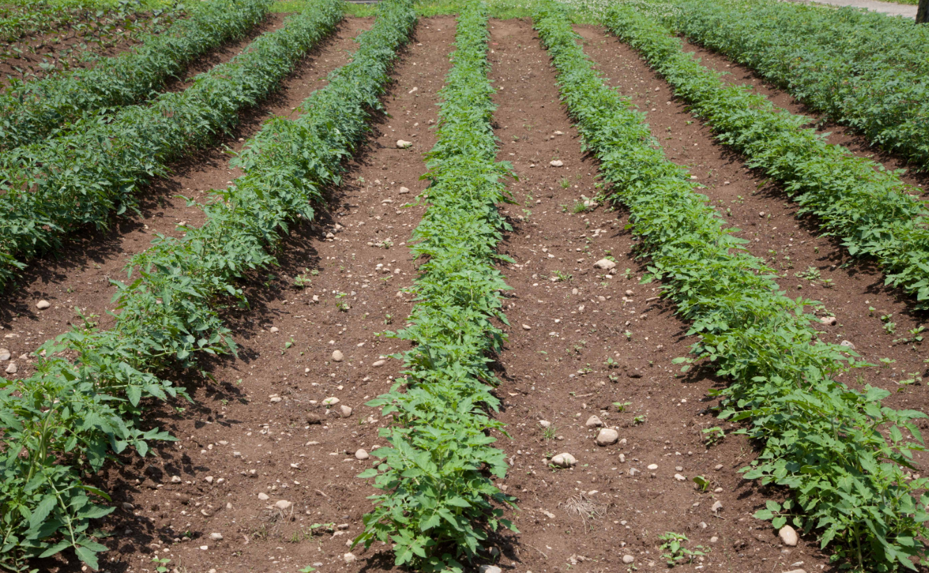 rows of planting fields