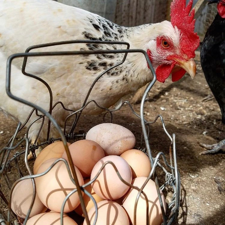 chicken and egg basket