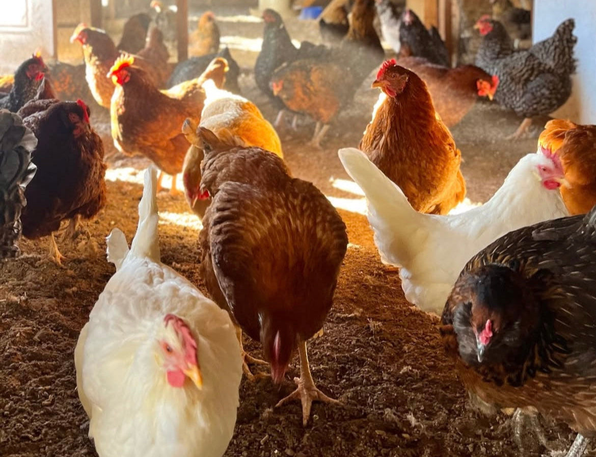 Group of chickens