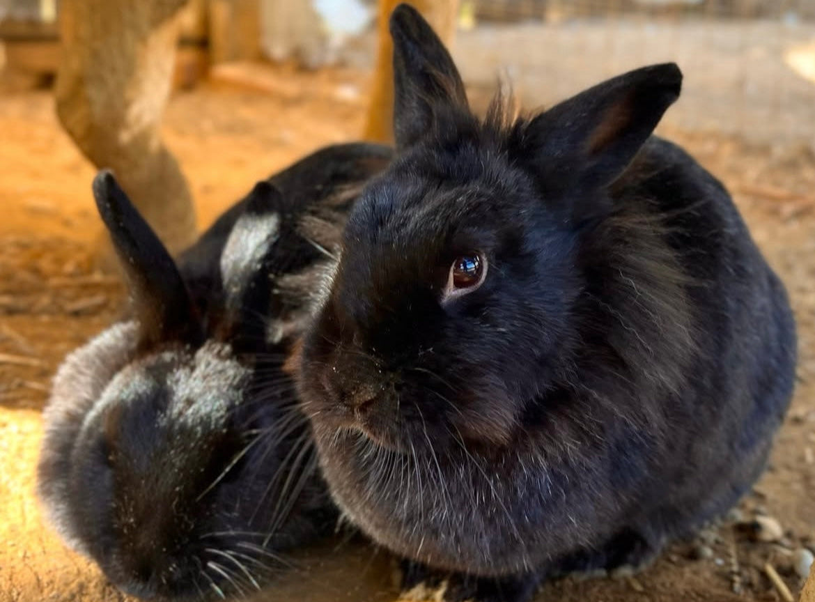 bunny rabbits