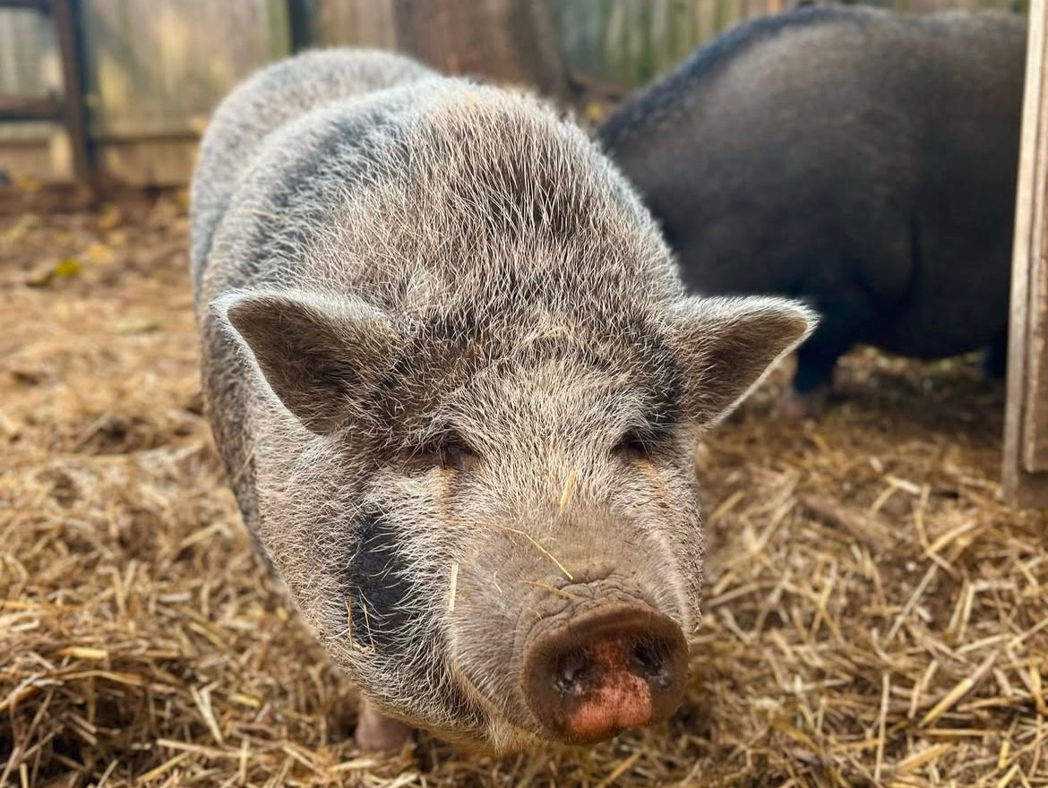 cute pigs