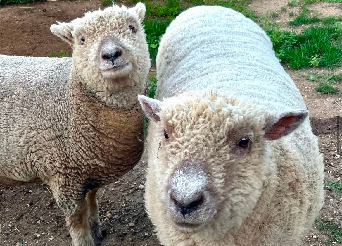 pair of sheep