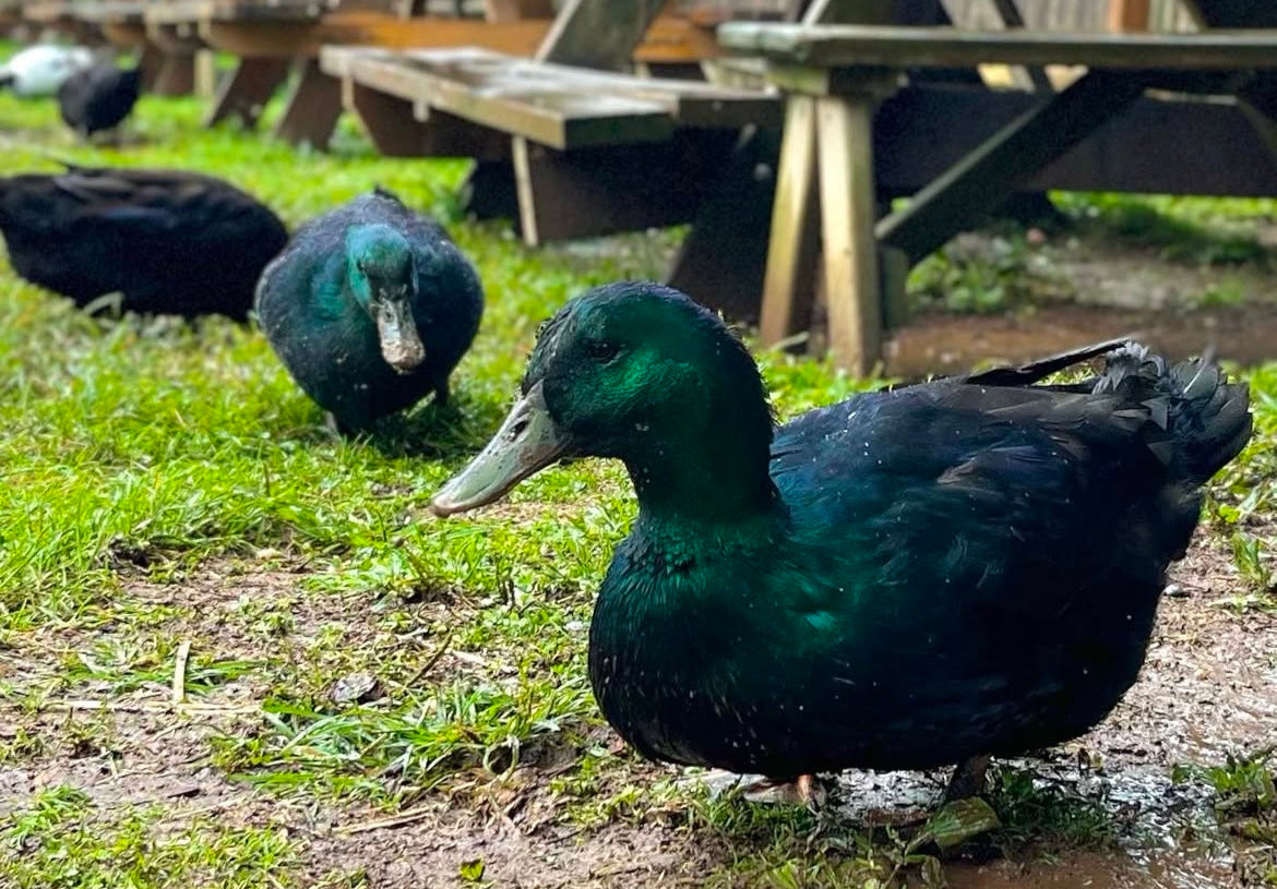 green ducks