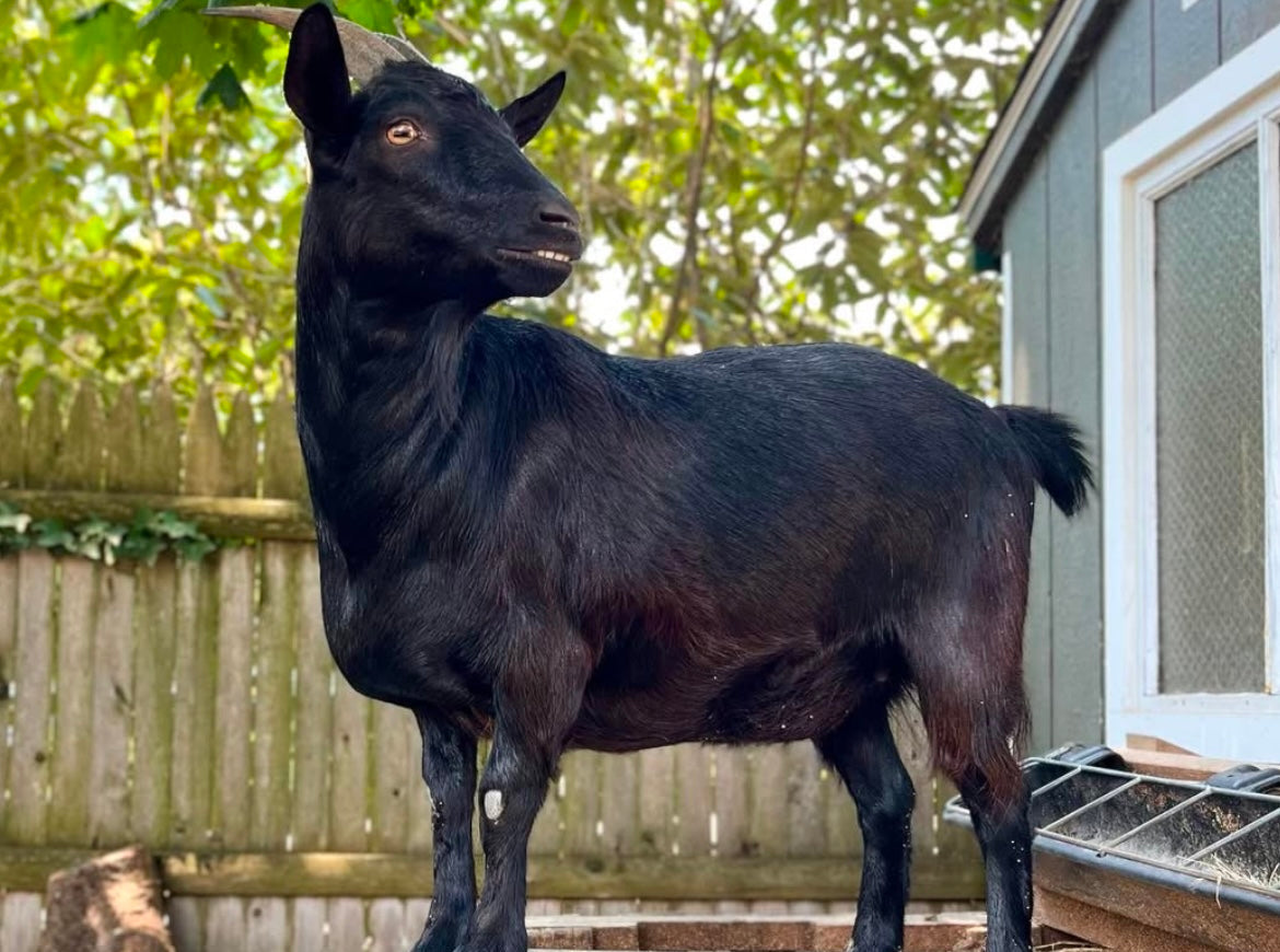 daisy the black goat