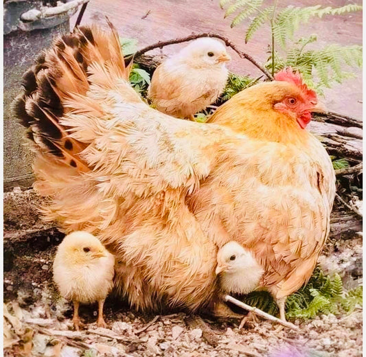 5-9 YRS FROM CHICK TO CHICKEN ON THURSDAY JUNE 11TH @ 4:30-5:30 PM