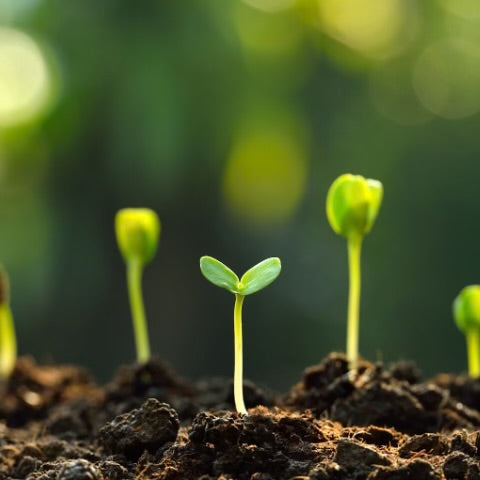 green seedlings growing from dirt