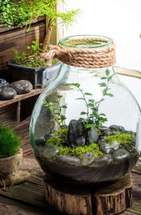 5-10 YRS TERRARIUM BUILDING ON WEDNESDAY MAY 20TH @ 4:30-5:30