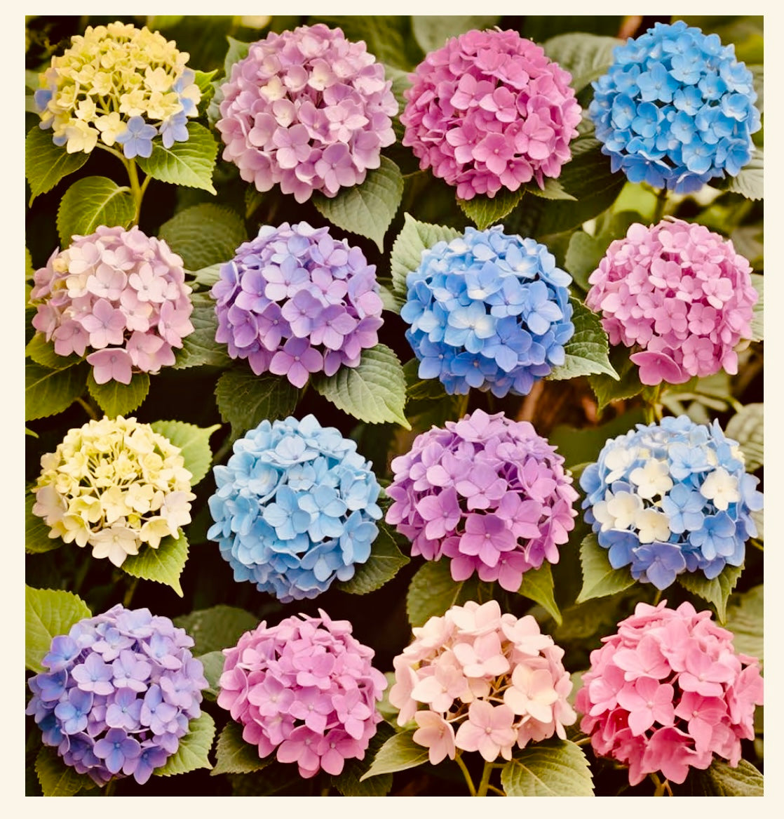 ADULTS HYDRANGEAS DEMYSTIFIED ON SATURDAY FEBRUARY 7TH @ 11-12 PM