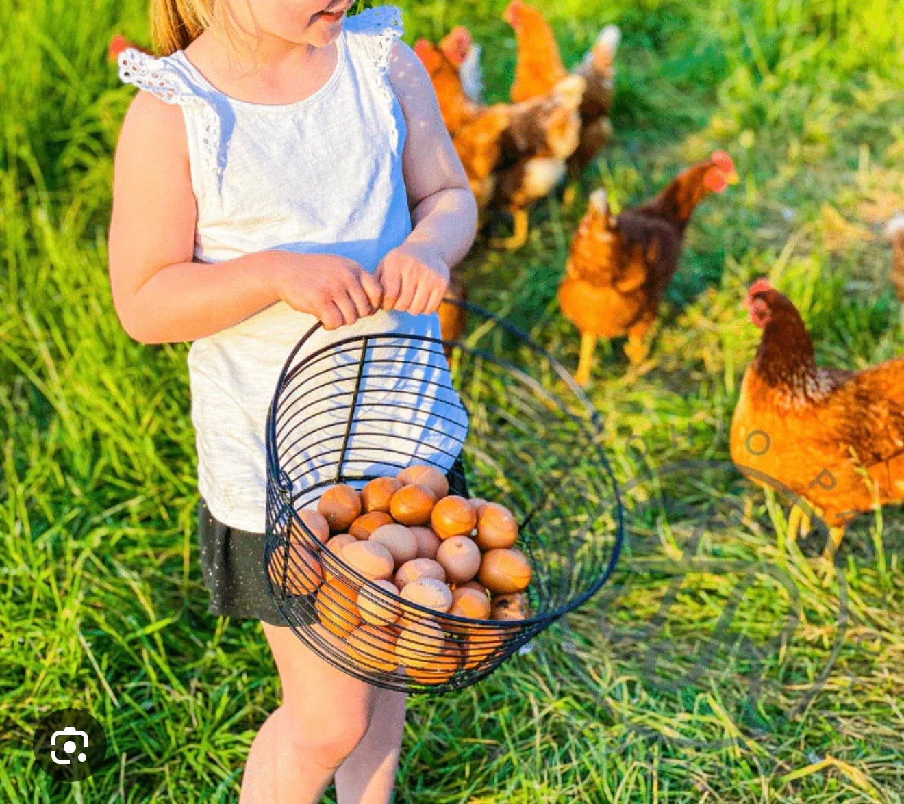 5-10 YRS FROM COOP TO KITCHEN: THE EGG EXPERIENCE ON WEDNESDAY APRIL 1ST @ 4:30-5:30