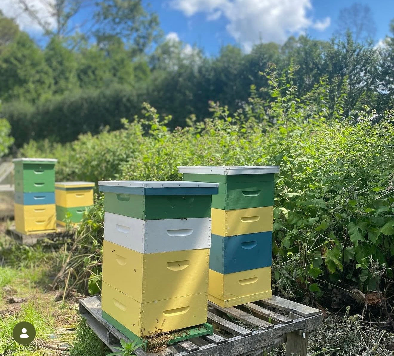 ADULTS: A MASTER BEEKEEPER'S INSIGHT ON ENGINEERING A BEE YARD  ON SATURDAY JUNE 13TH @ 10AM -12PM