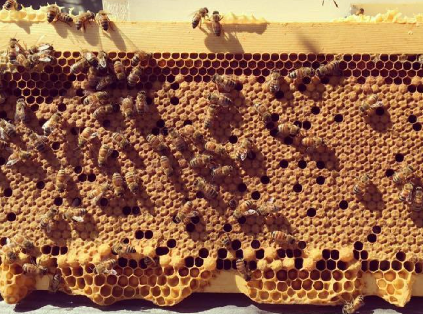 honey bees in hive
